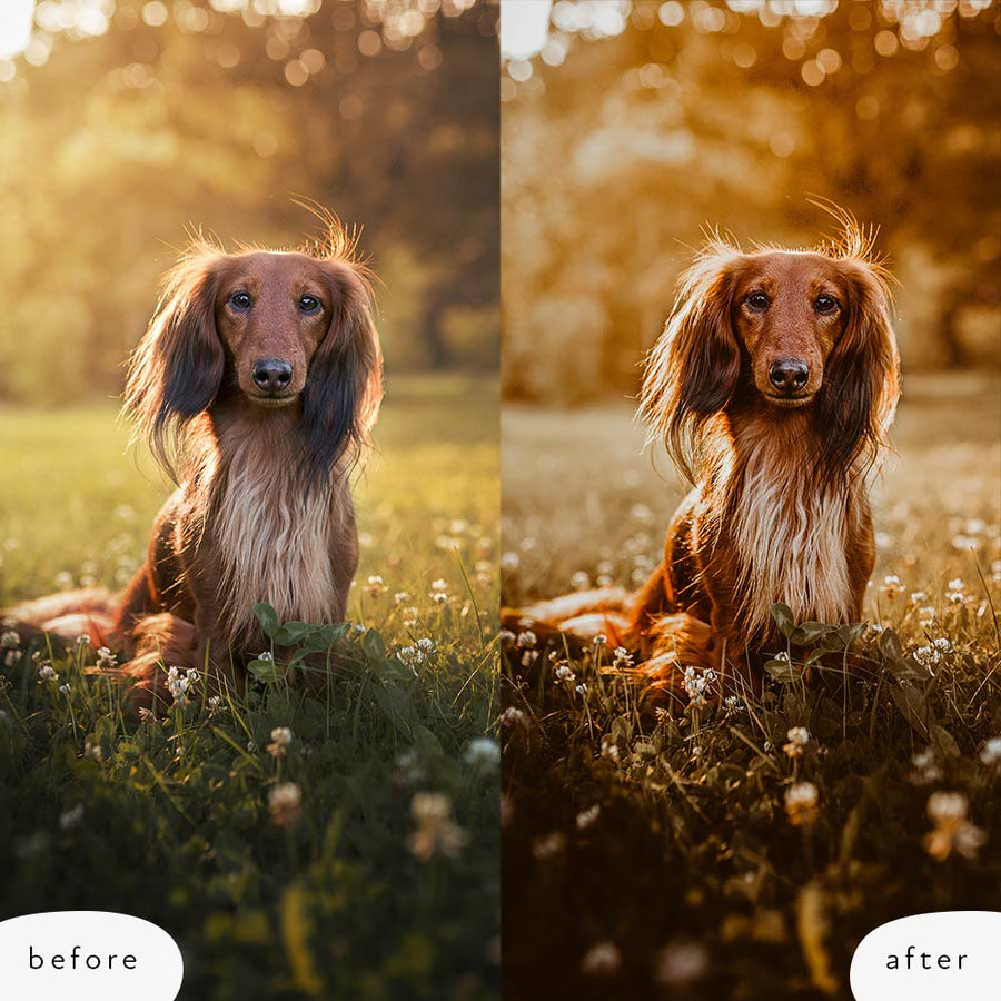 PRO GOLDEN HOUR  | RAW preset by Maxine Stevens